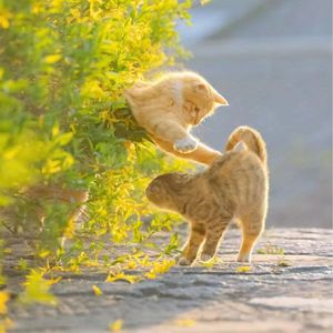 画中游