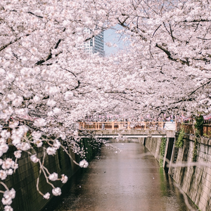 花は咲く(Piano Cover)