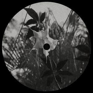 Burundanga (Devil's Breath)