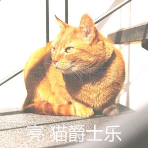 诗意的猫在家节奏
