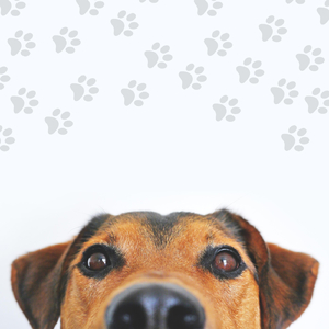 Musica instrumental para cachorro