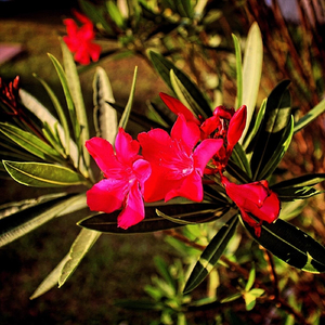 Goat Like Ye (feat. Yung Ten)