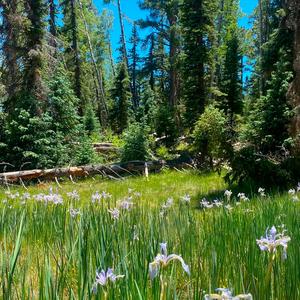 The Boy Who Cried Wolf