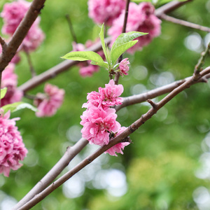 Old Melodie Re-Arrange