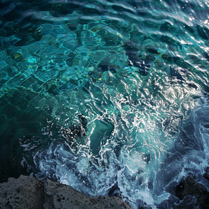 Armonía De Gatos Marinos