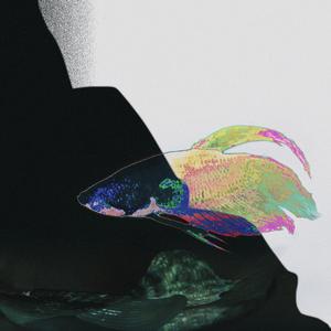 Betta