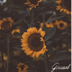 Girasol