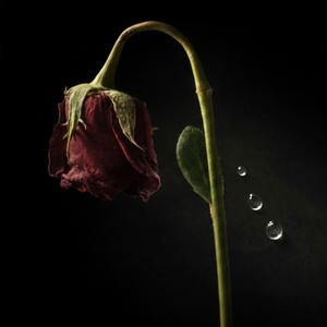 이제야 비로소 (Late Blooming Flower)