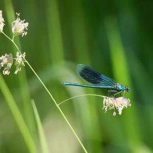 Libellula