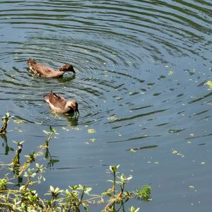 唱给妈妈的摇篮歌