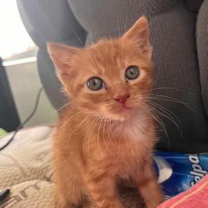 Bayrak (feat. ATMACA)