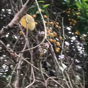 黄粱一梦