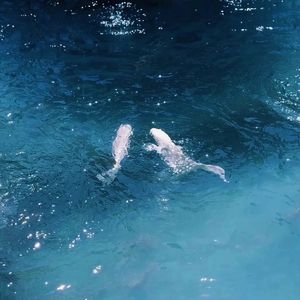 沉溺（翻自：邹沛沛/Pank）