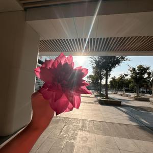 花落城中如你回眸