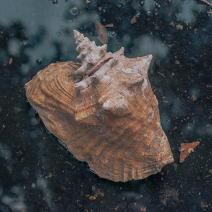 Lunera