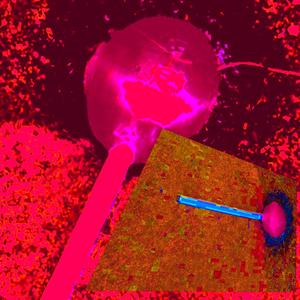 LoLLypop