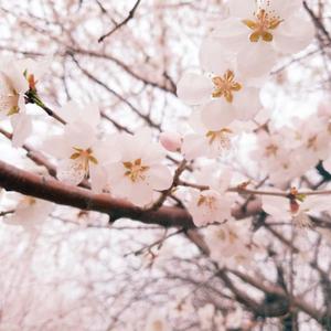 Original: 꽃날 Flower Day 花日 (황진이 OST)