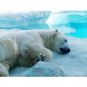 董小姐（翻自 宋冬野）