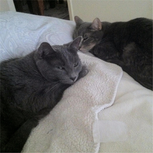 Cat Metal