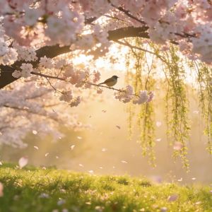 春之朝阳，芳华绽放