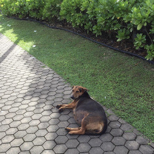 辺境の村 カルバ