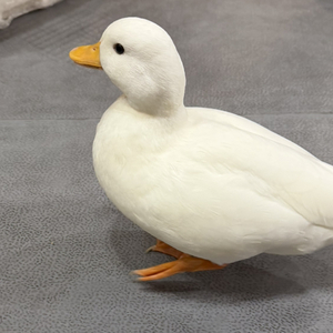 慢车滚出快车道