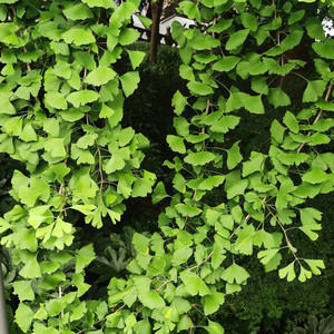 星空下的家(cover: 李健)