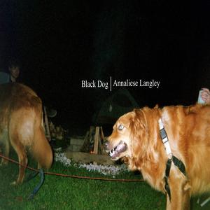 Black Dog