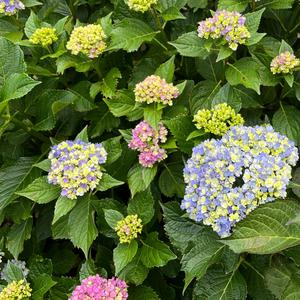 The First Happy Birthday (첫 생일 축하곡)