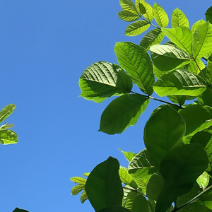 CUPID VIRAL LAGI TRENDING 2023 (Music)