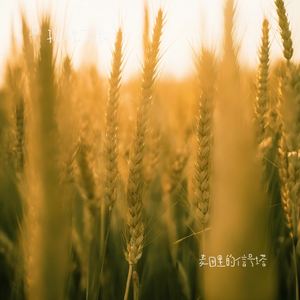 麦田里的信号塔