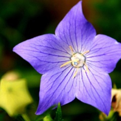 谁能解这相思苦