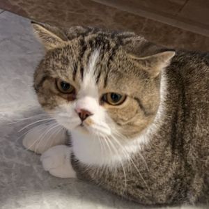 水晶宝宝吃人事件