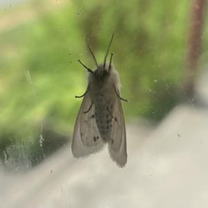 MOTH