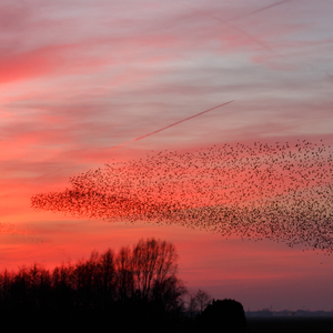 Murmuration of Starlings