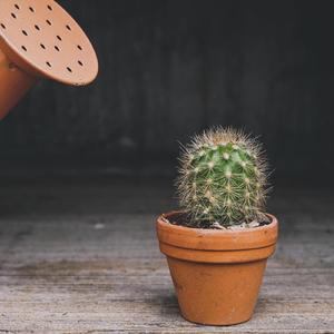 如何正确养植物