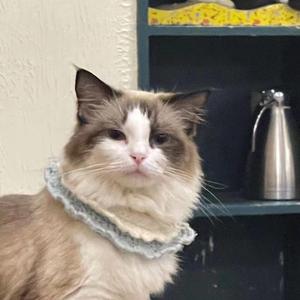 【FREE】-柠檬汽水-beat