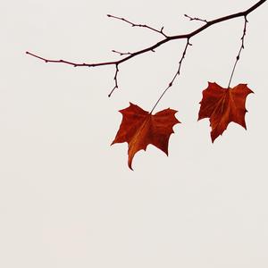 采花（翻自 黎英海）