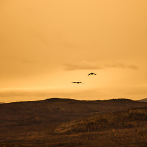 飞鸟（prod By Red killer）