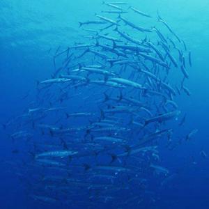 理想三旬.wav（翻自 陈鸿宇）