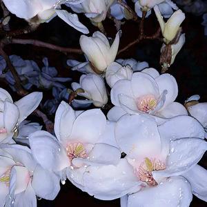 Happiest Year（tik tok）