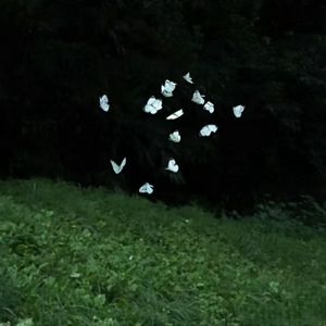 心平能愈三千疾 心静可遇万事理