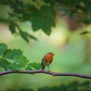 पक्षी गाने आराम करते हैं