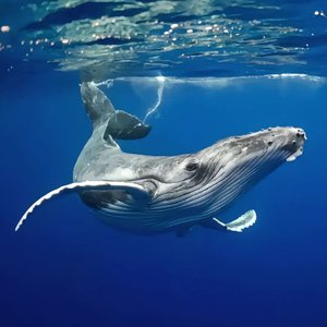 海洋之灾