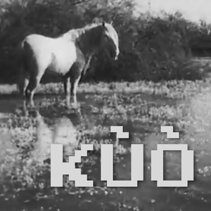 Kůň