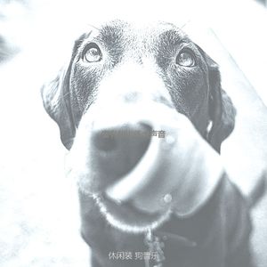 微妙的训练犬心情