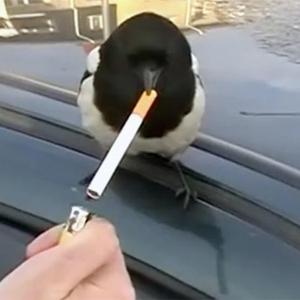 PROJECTS (feat. Gangsta Pat)