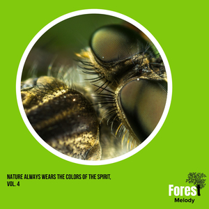 Embrace the Stillness of the Night with Crickets