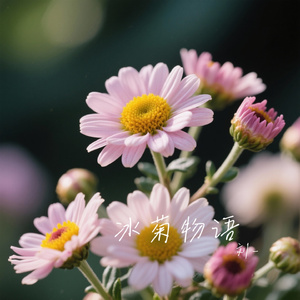 冰菊物语（Cover 李宇春）