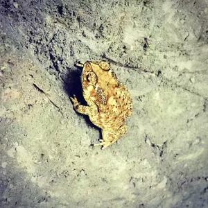 北楼十九帝 （cover管维嘉）